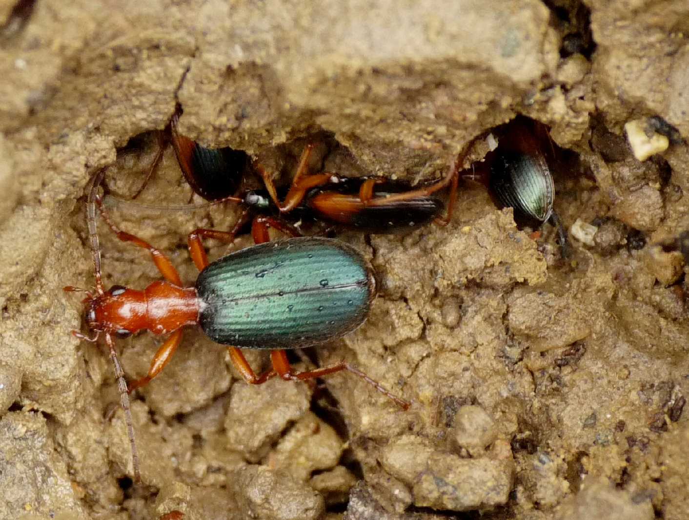 Colonie di Brachinus e Anchomerus